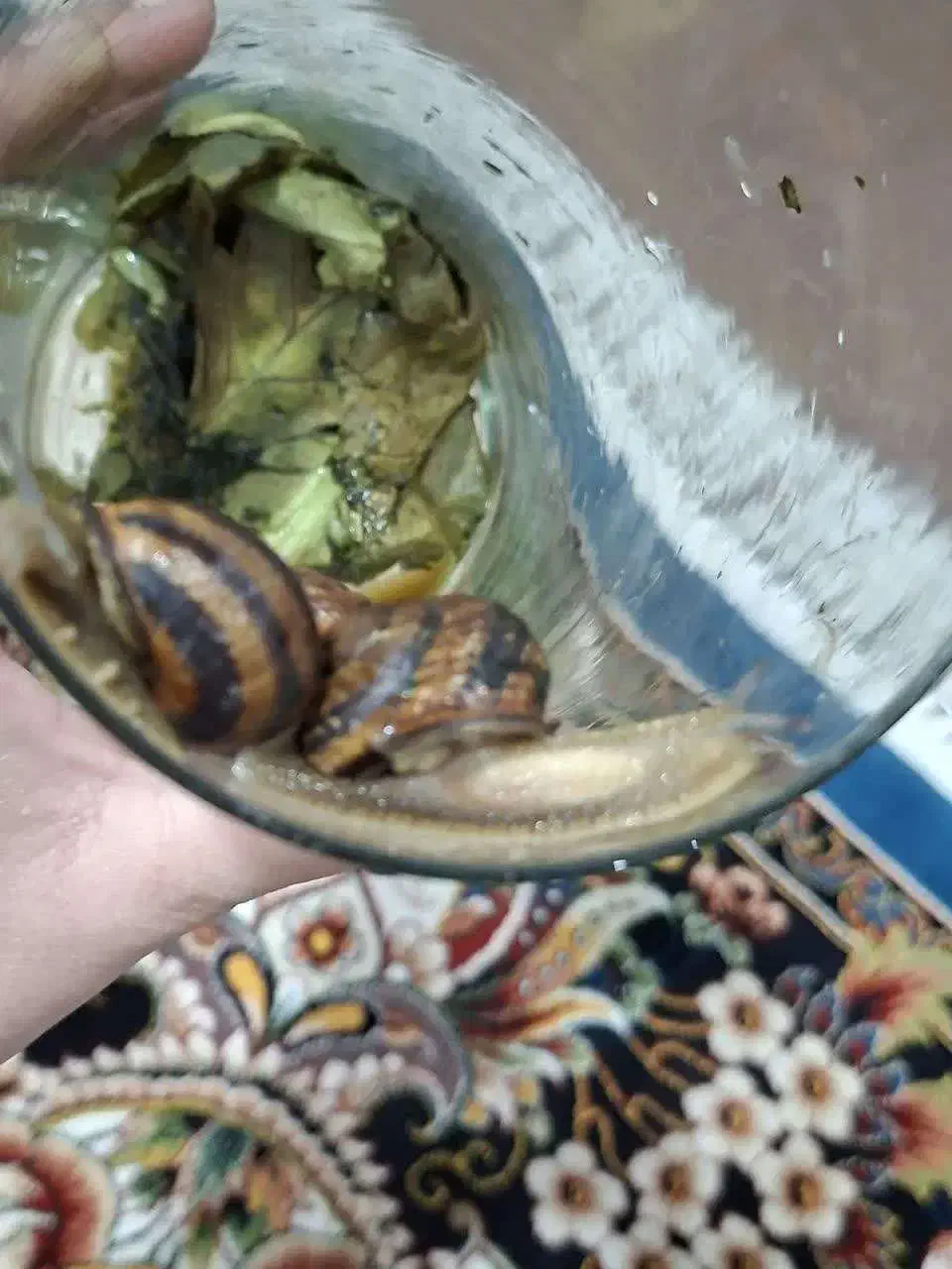 حلزون شمالی|خزنده|شیراز, ده پیاله|دیوار