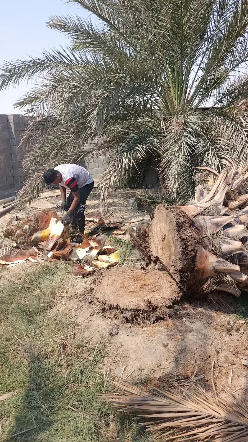 خدمات نخل بری زارعی|خدمات باغبانی و درختکاری|بهبهان, |دیوار