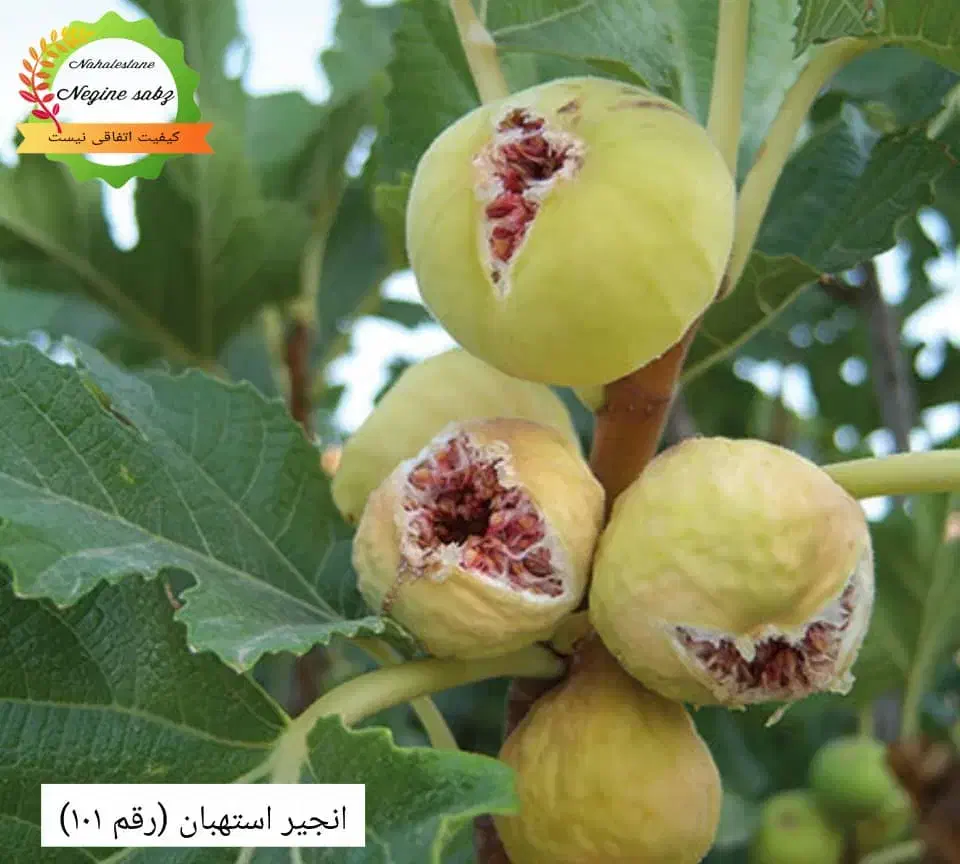 نهال گلدانی انگور و انجیر و گل|خدمات باغبانی و درختکاری|شیراز, دانشکده کشاورزی دانشگاه شیراز|دیوار
