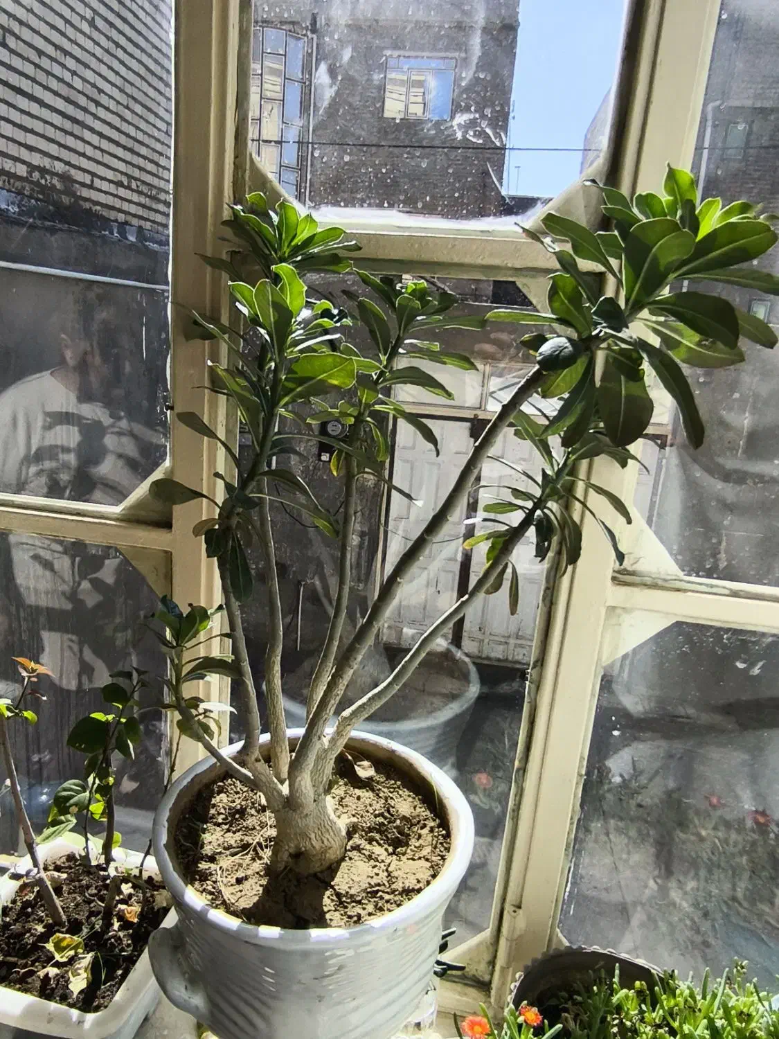 گل بونسای آدنیوم|گل و گیاه طبیعی|میاندوآب, |دیوار