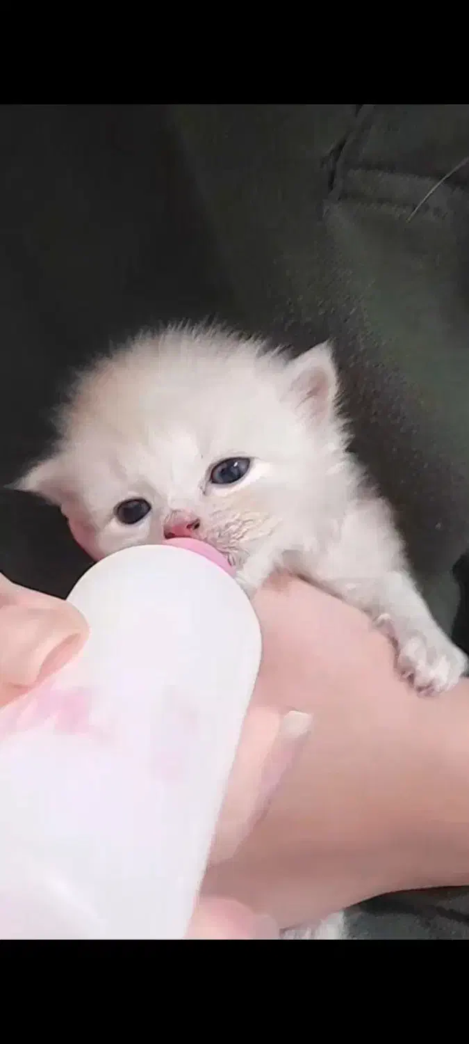 بچه گربه پرشین|گربه|قوچان, |دیوار