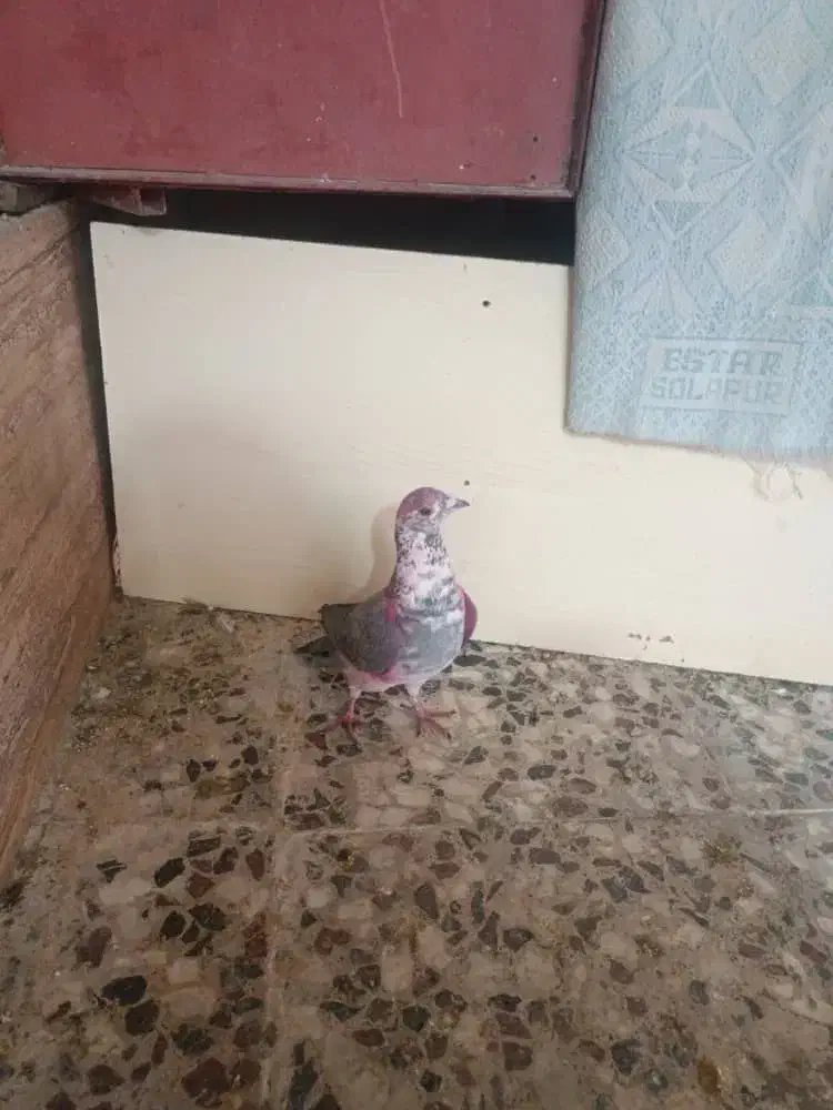 کفتر و کبوتر کوار|پرنده|تهران, میدان میوه و ترهبار مرکزی|دیوار