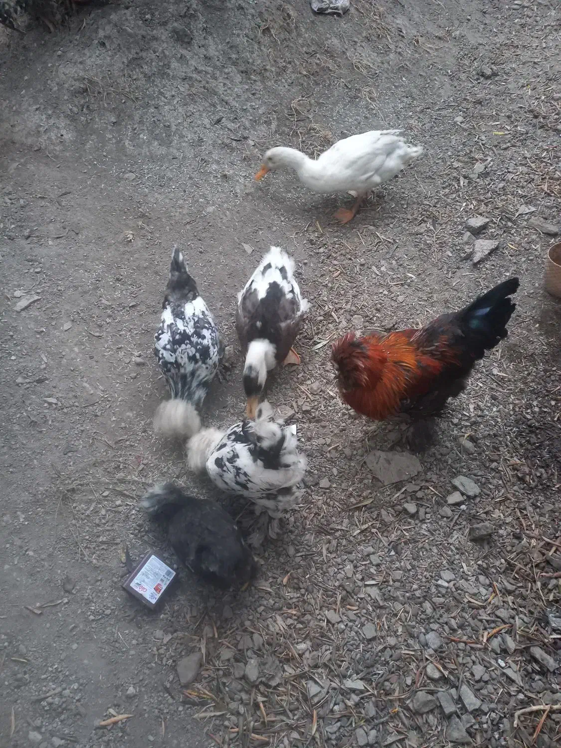 مرغ خروس لهستانی پاپر|پرنده|رودبار, |دیوار