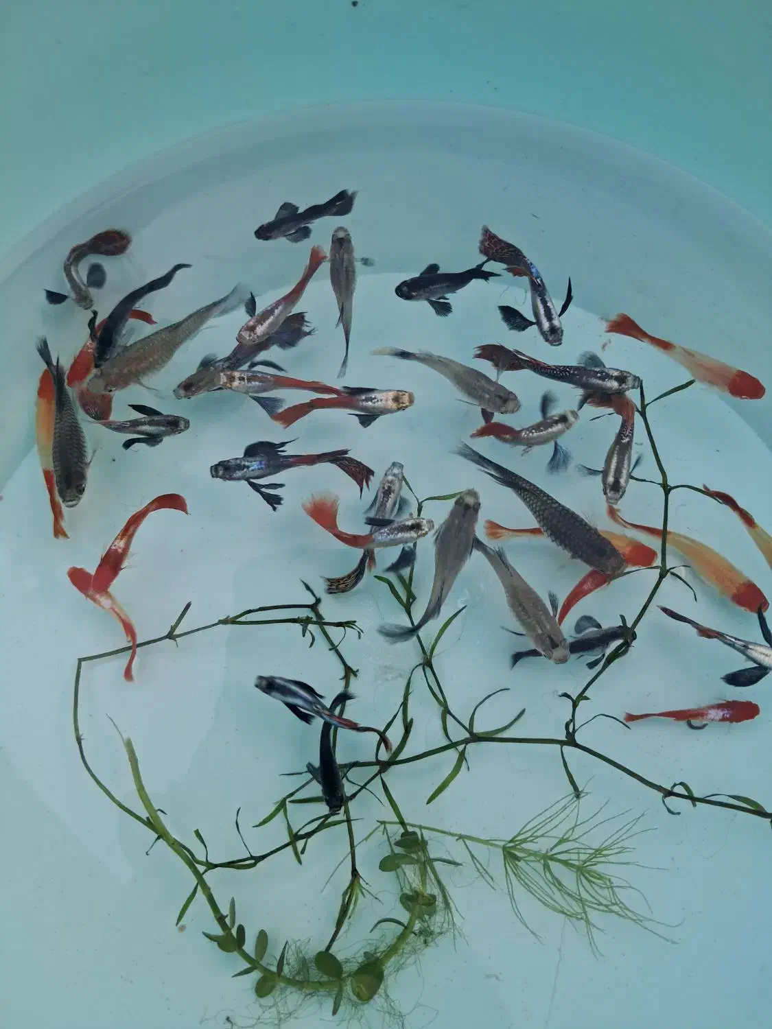 گوپی خاص کلکسیونی|ماهی|کرمان, |دیوار