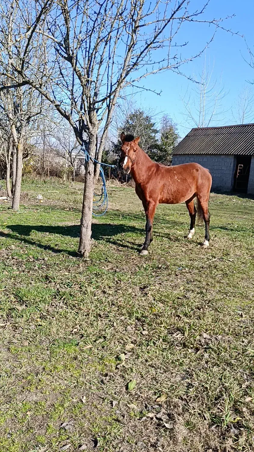 اسب ۵ سال کورسی|اسب و تجهیزات اسب‌سواری|ضیابر, |دیوار