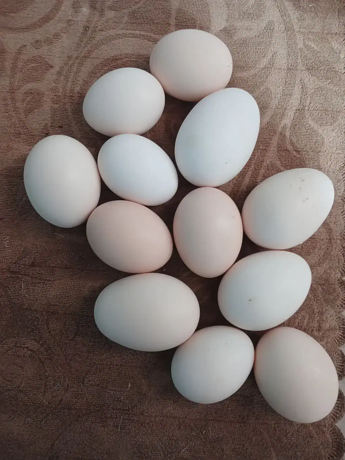 تخم مرغ محلی نطفه دار|حیوانات مزرعه|رفسنجان, |دیوار