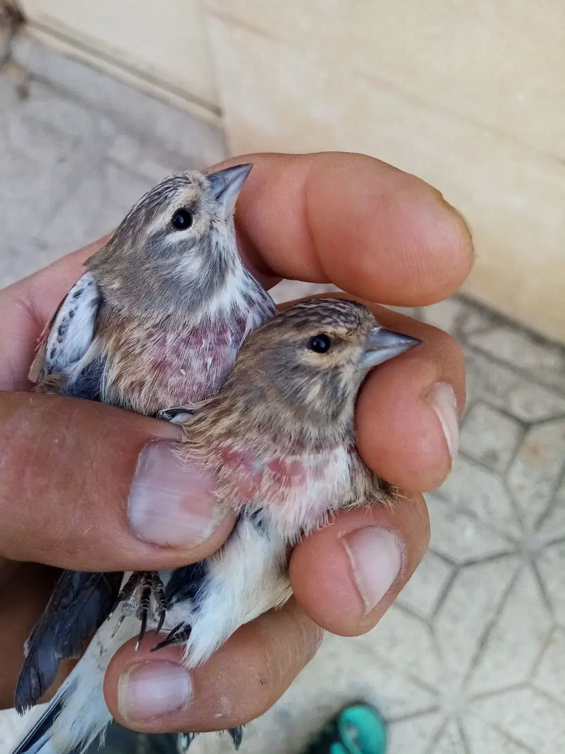 سهره سینه سرخ جوان|پرنده|قزوین, |دیوار