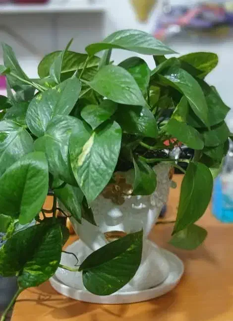 گلفروشی گلهای آپارتمانی|گل و گیاه طبیعی|تهران, وصفنارد|دیوار