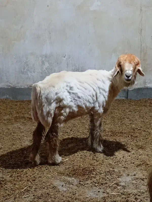 شیشک و بره|حیوانات مزرعه|مسجد سلیمان, |دیوار