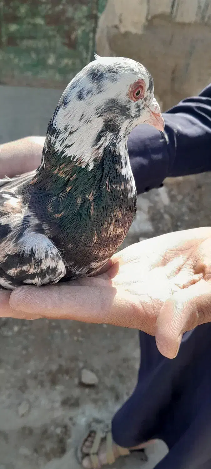 یک عدد کبوتر هفت رنگ گرفتم|پرنده|نیمروز, |دیوار