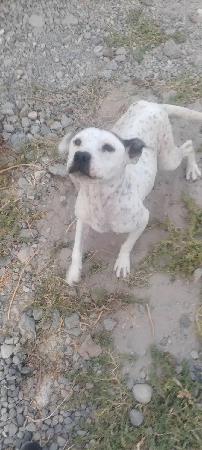 واگذاری پیتبول|سگ|بناب, |دیوار