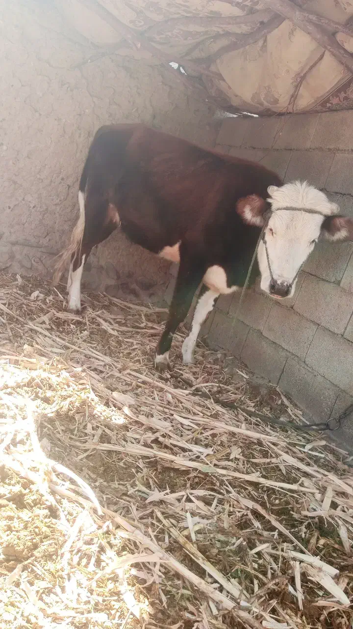 گاو فروشی شش هفت ماه که بارادر|حیوانات مزرعه|بیرک, |دیوار