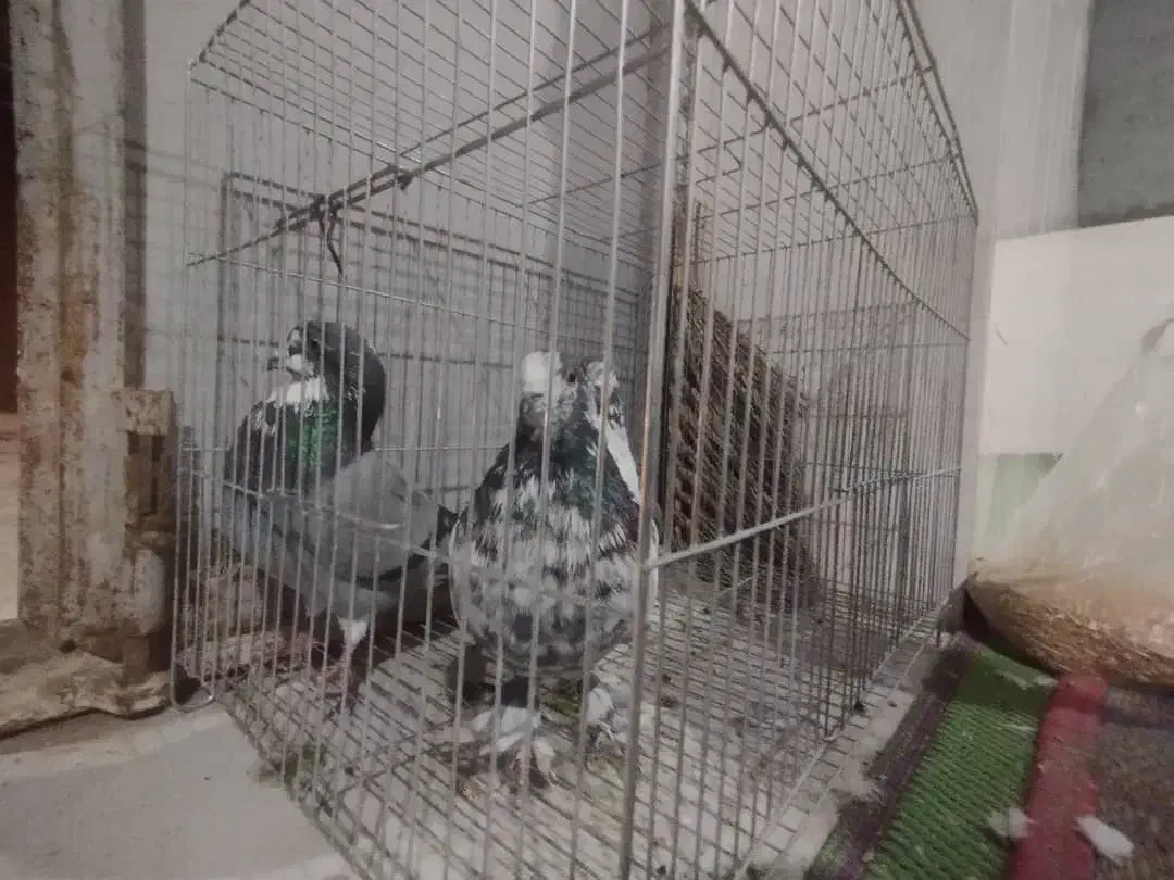 کبوتر پرشی ضمانتی|پرنده|بندرعباس, |دیوار