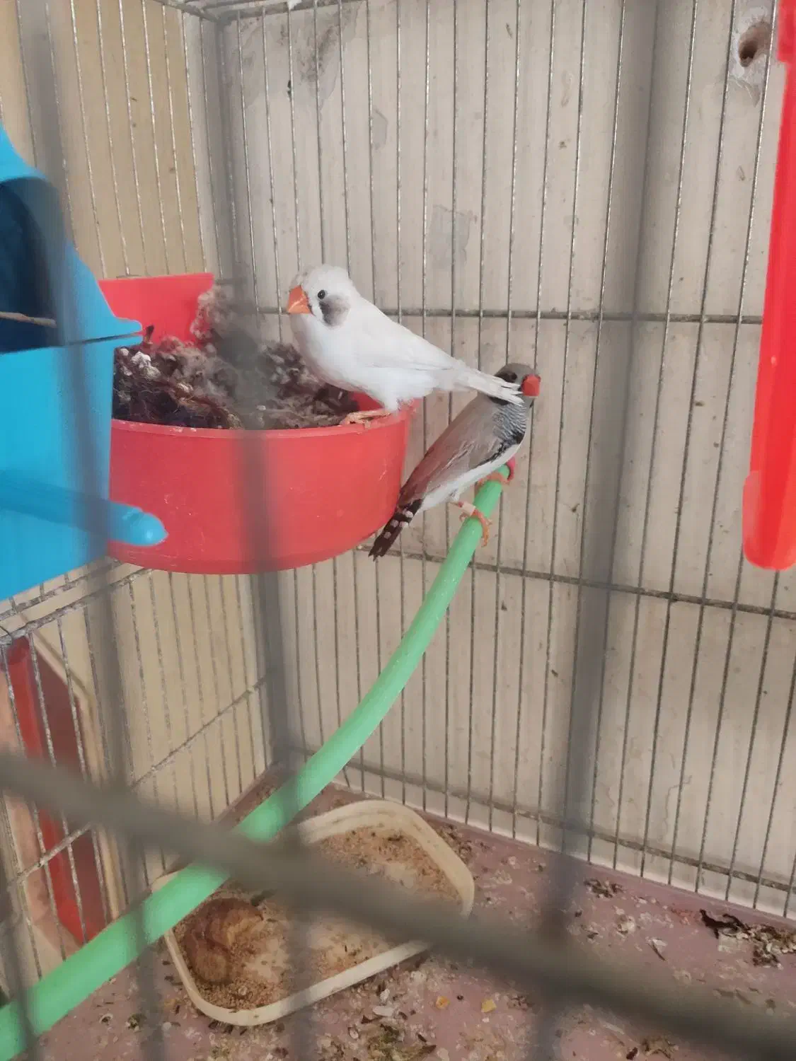 نروماده فنچ لپ سیاه مولد|پرنده|شهرکرد, |دیوار