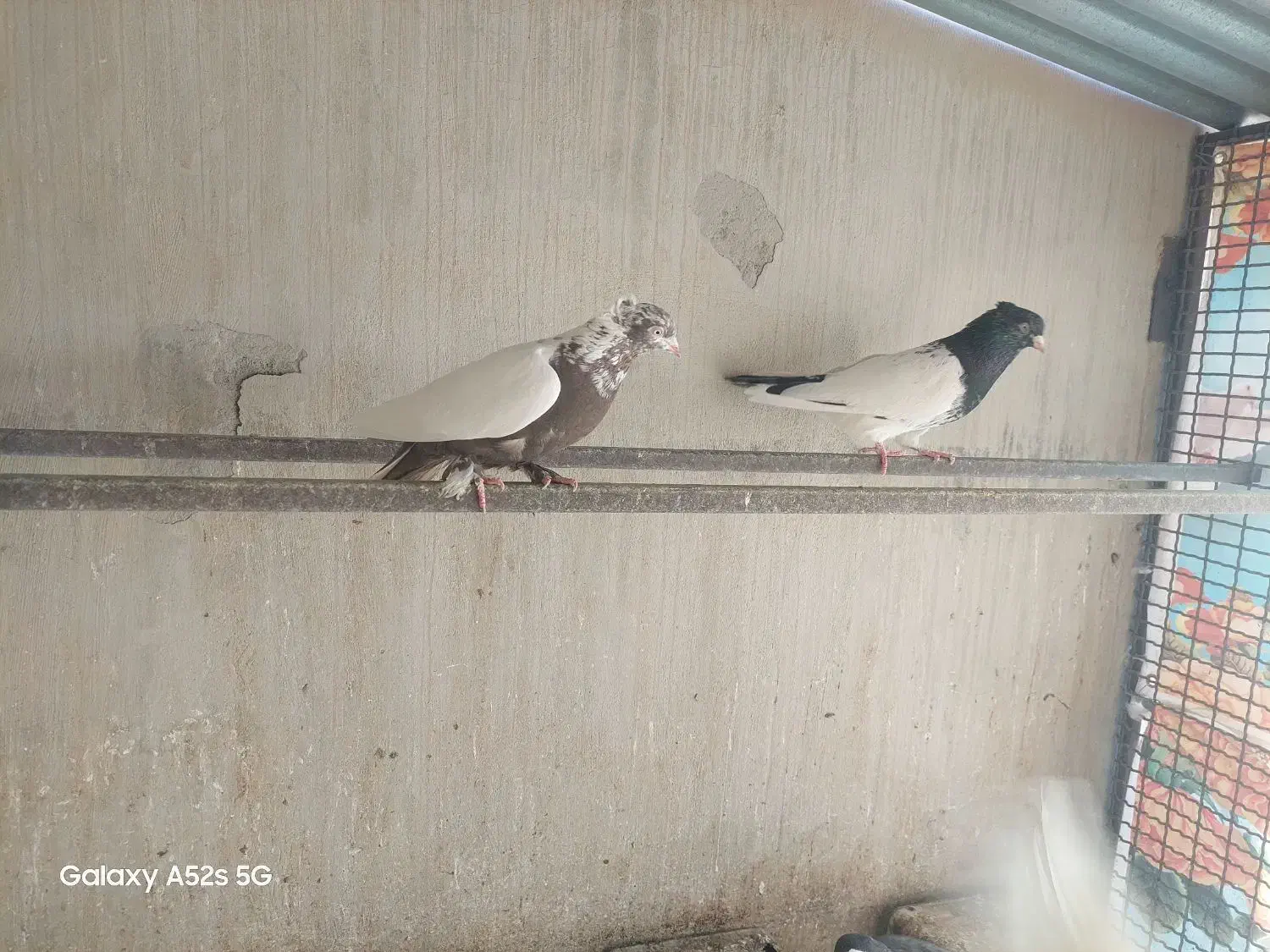 کبوتر|پرنده|قائن, |دیوار