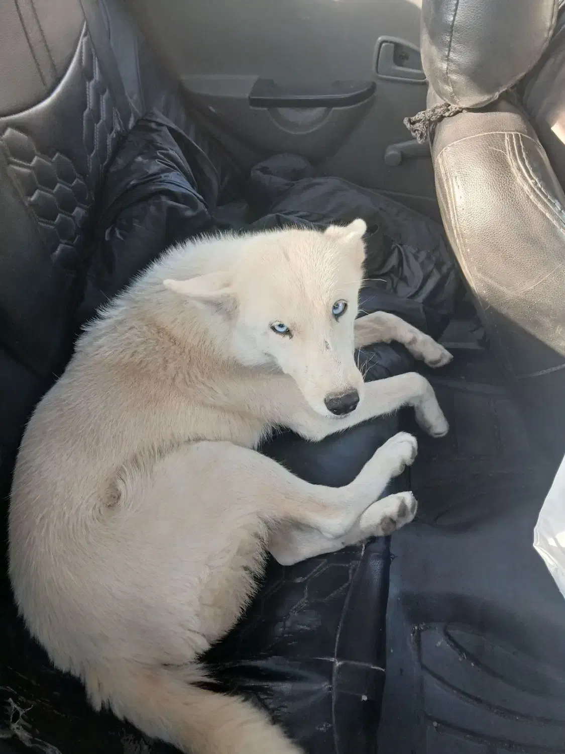 سگ هاسکی ماده|سگ|مشهد, فرهنگیان (شهرک غرب)|دیوار