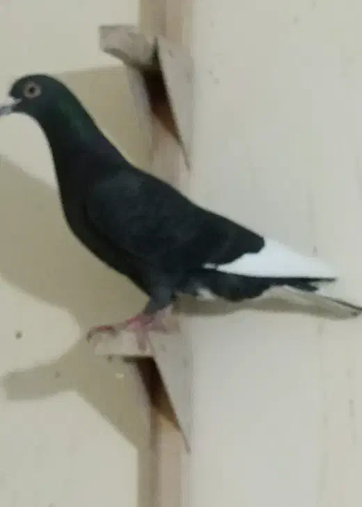 چهارتا نر|پرنده|شیراز, پشم شیشه|دیوار