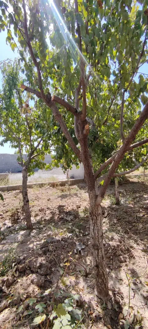 باغچه و باغ فول امکانات/آسفالت مسیر/شن ریزی|فروش خانه و ویلا|تهران, جوادیه|دیوار