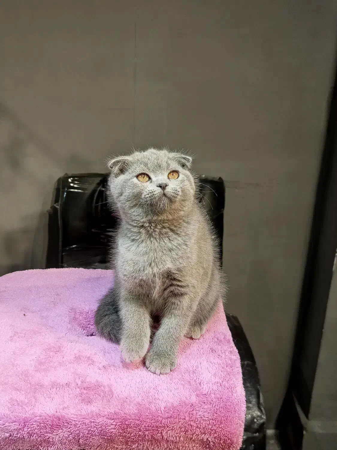 بچه گربه اسکاتیش ماده بلو|گربه|تهران, تهرانسر مرکزی|دیوار