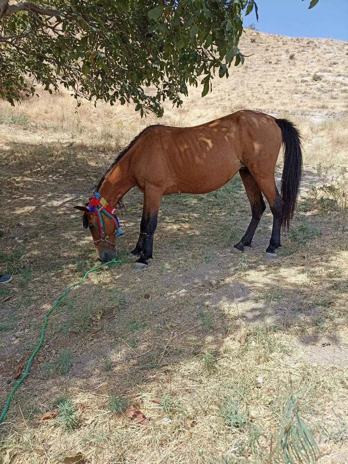 اسب مادیان ۶ به ۷ سال|اسب و تجهیزات اسب‌سواری|ارومیه, |دیوار