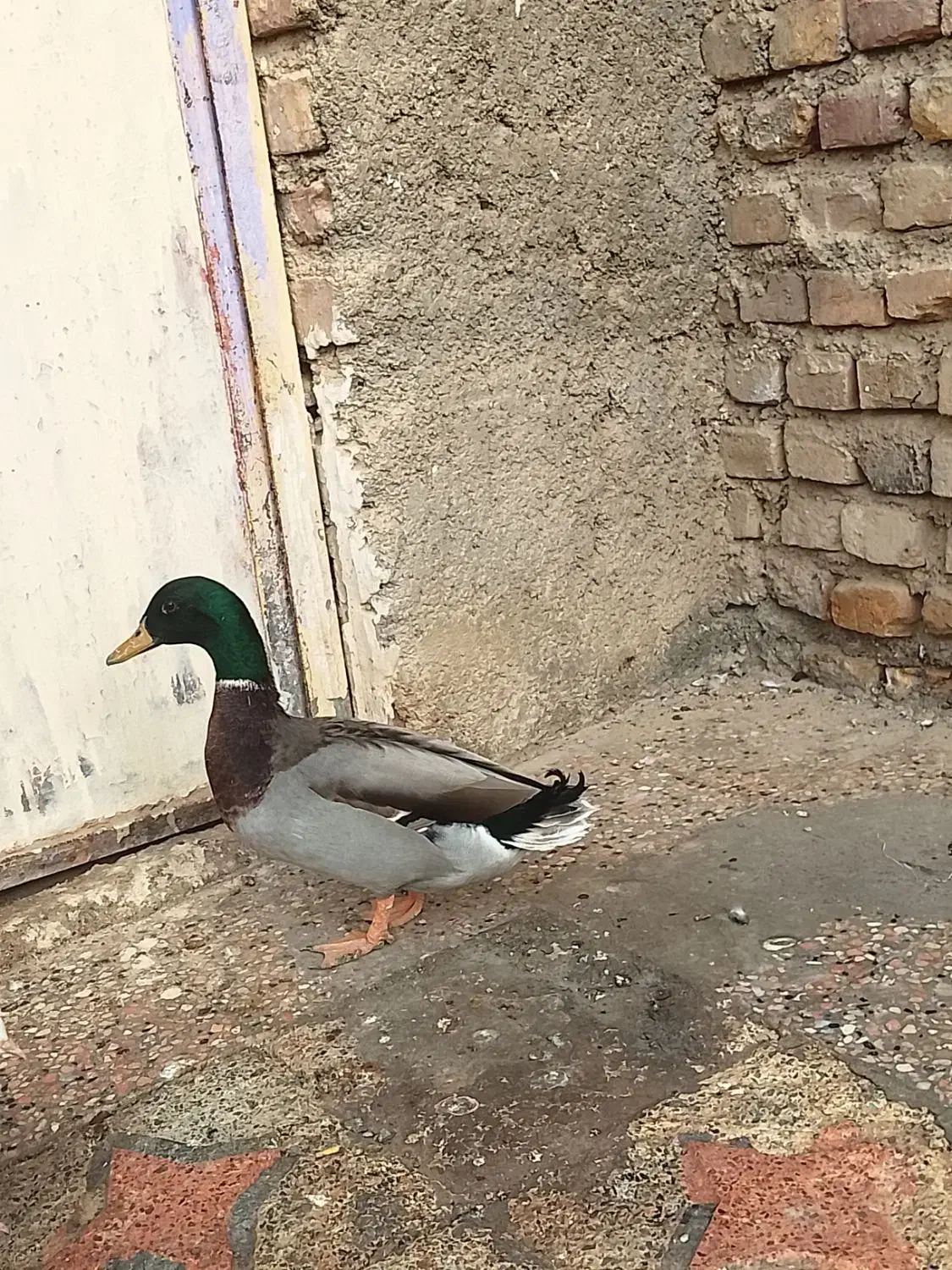 اردک نر|حیوانات مزرعه|نیمروز, |دیوار