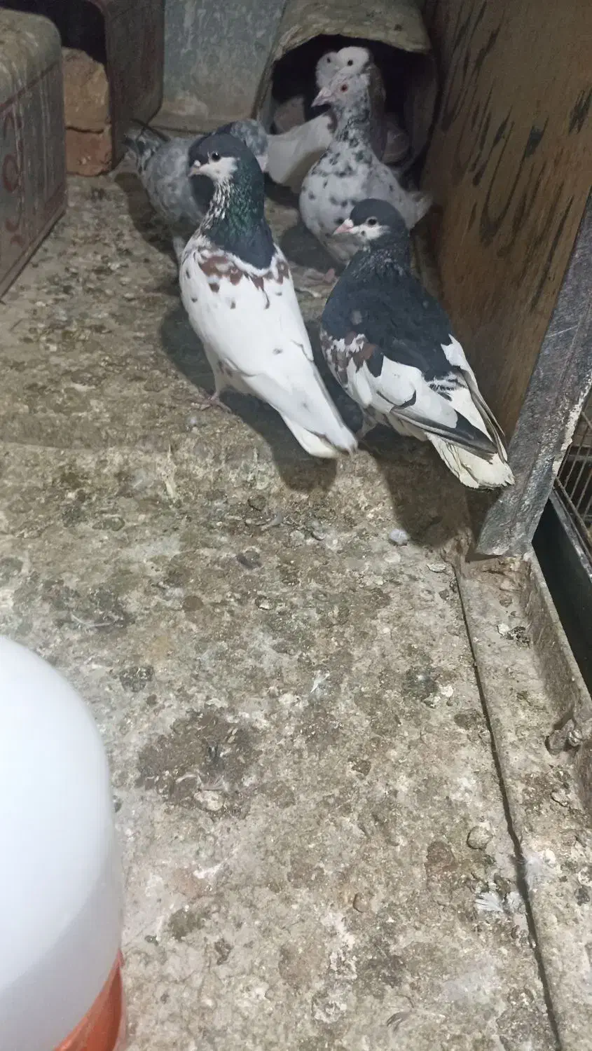 نر ماده شهری یال سیاه گل دار|پرنده|شیراز, بازار|دیوار