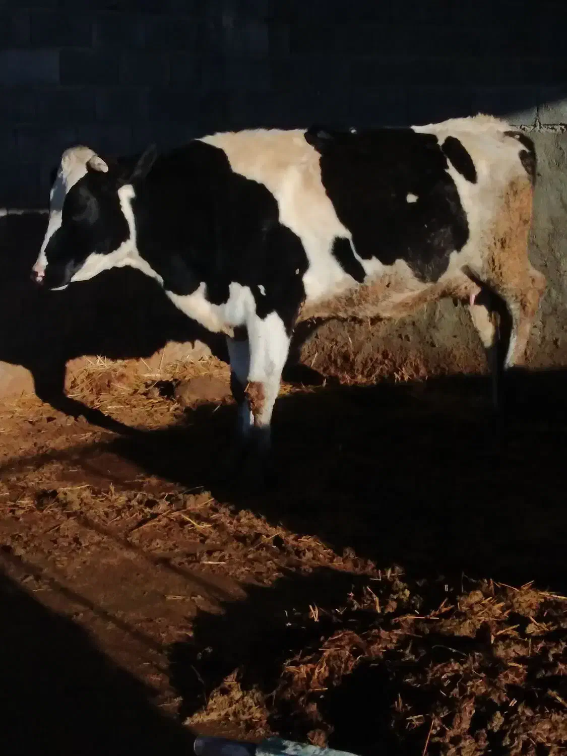 گاو شیری|حیوانات مزرعه|مشهد, سعد آباد|دیوار