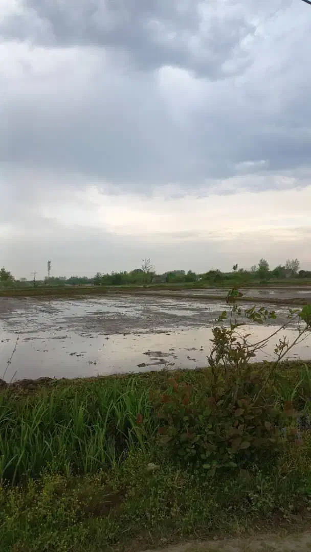 زمین کشاورزی تسطیح نشده مناسب باغ کیوی|فروش زمین و ملک کلنگی|رضوانشهر, |دیوار