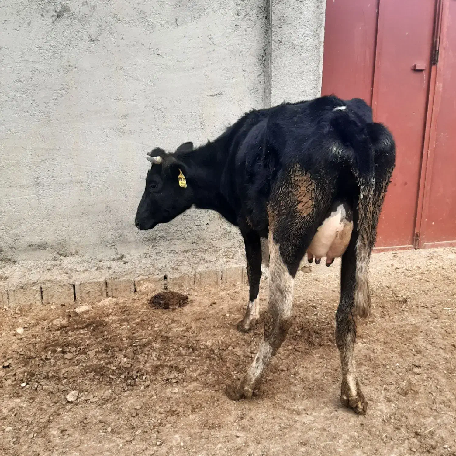 گاو تلیسه|حیوانات مزرعه|مرودشت, قانون|دیوار