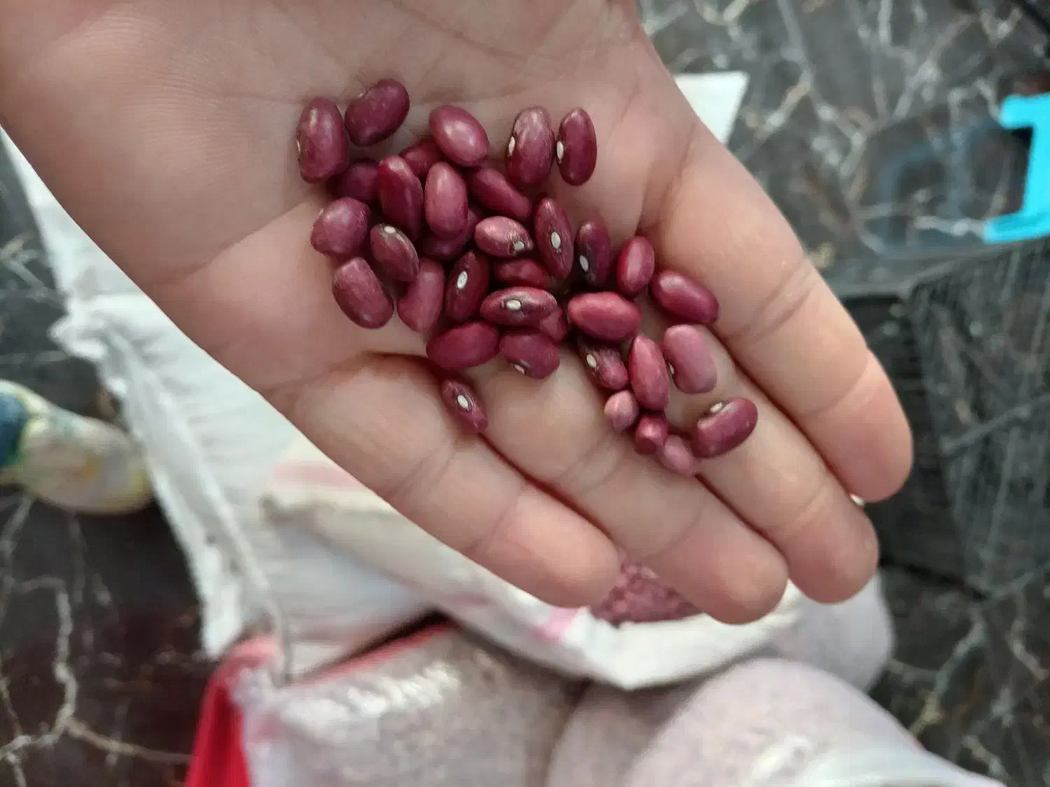 حبوبات لوبیاچیتی، عدس|خوردنی و آشامیدنی|نسیم‌شهر, |دیوار