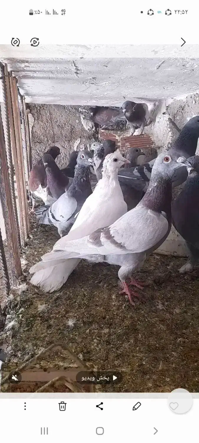 پرنده|پرنده|چرداول, |دیوار