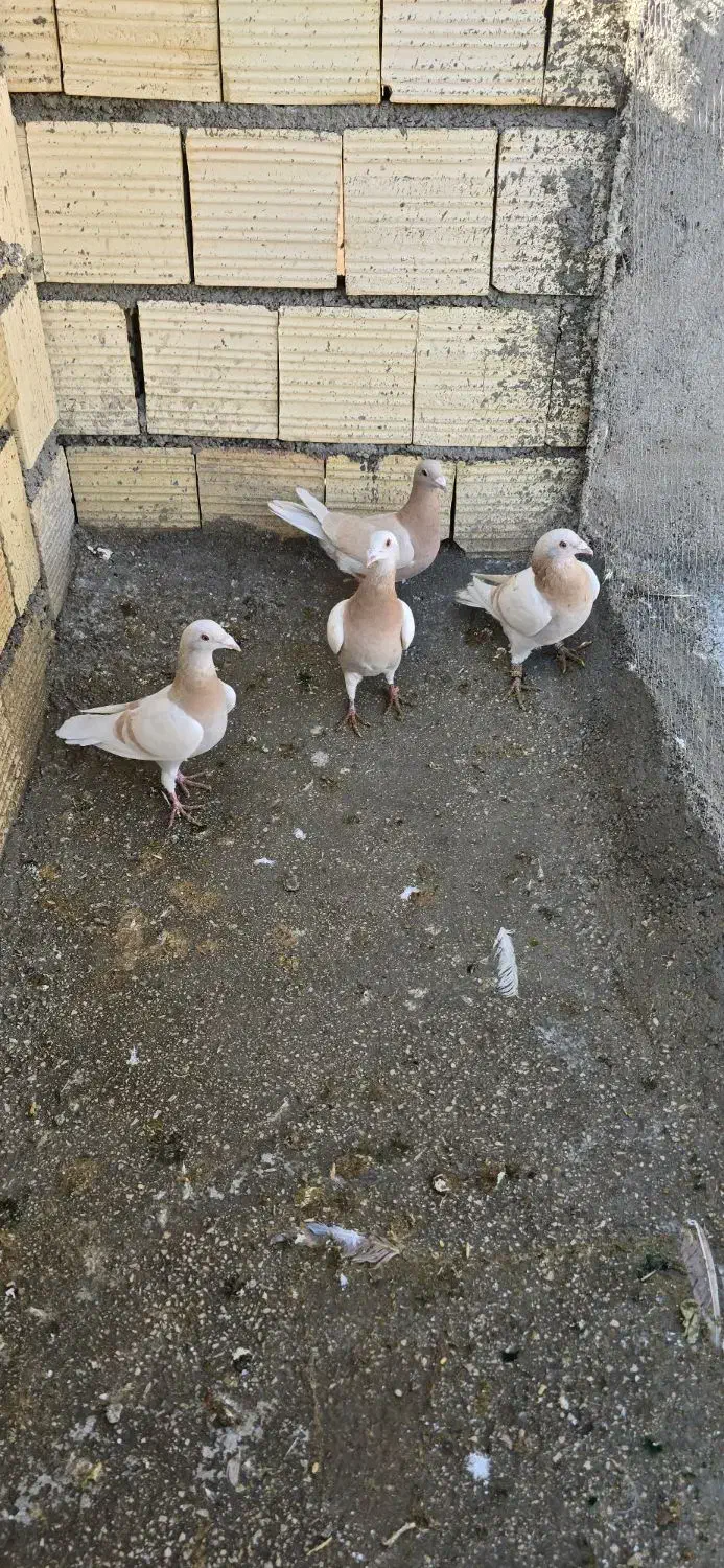 کفتر|پرنده|شیراز, تل حسینآباد|دیوار