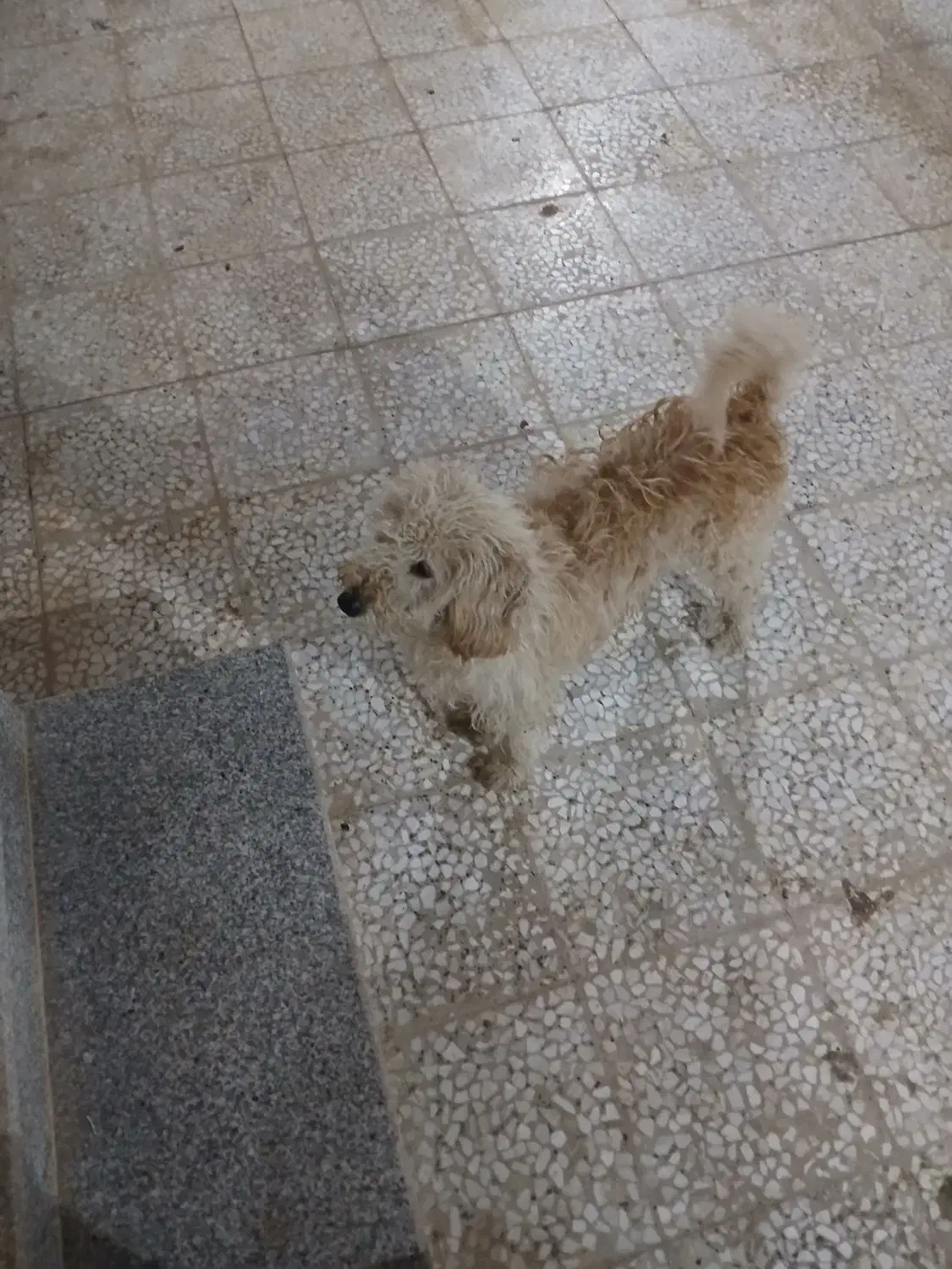 سگ شیتزو قیمت مناسب|سگ|گرمسار, |دیوار