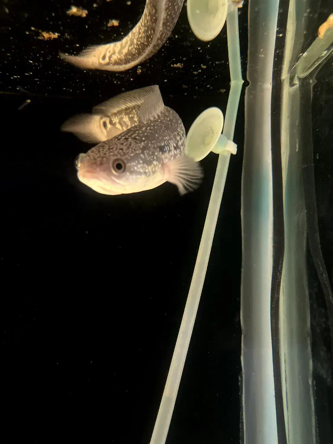 ماهی چانا اسیاتیک|ماهی|قدس, شهرقدس|دیوار