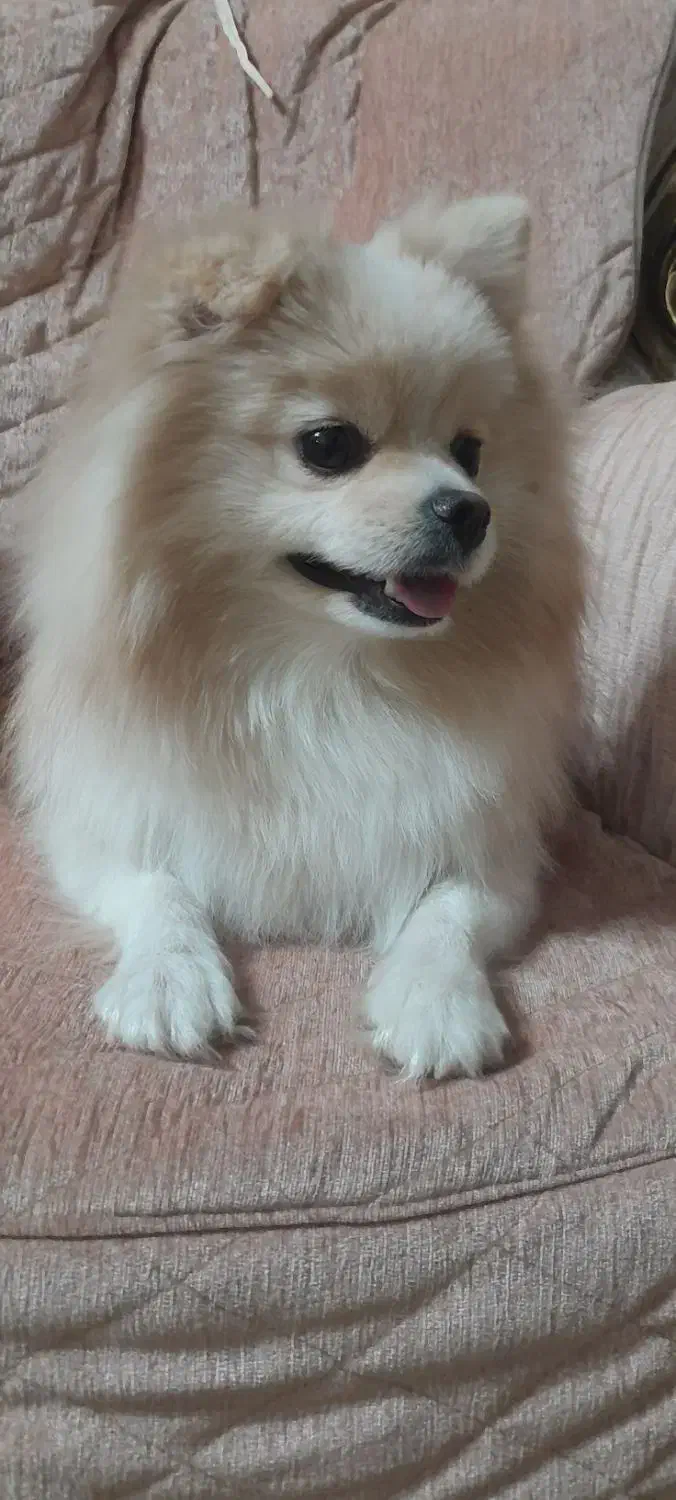 پامرین خرسی عروسکی ماده با شناسنامه بسیار زیبا|سگ|تهران, دهقان|دیوار