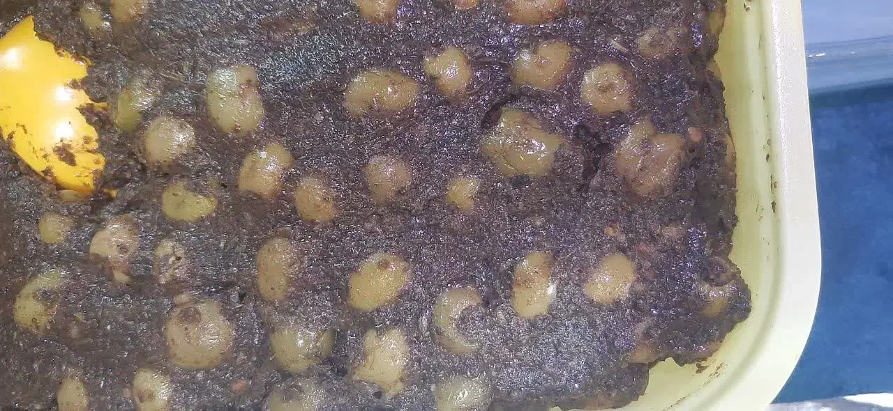 محصولات شمال|خوردنی و آشامیدنی|مشهد, هنرور|دیوار