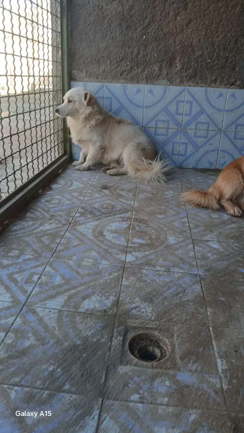 سگ پاکوتاه|سگ|مشهد, میان ولایت|دیوار