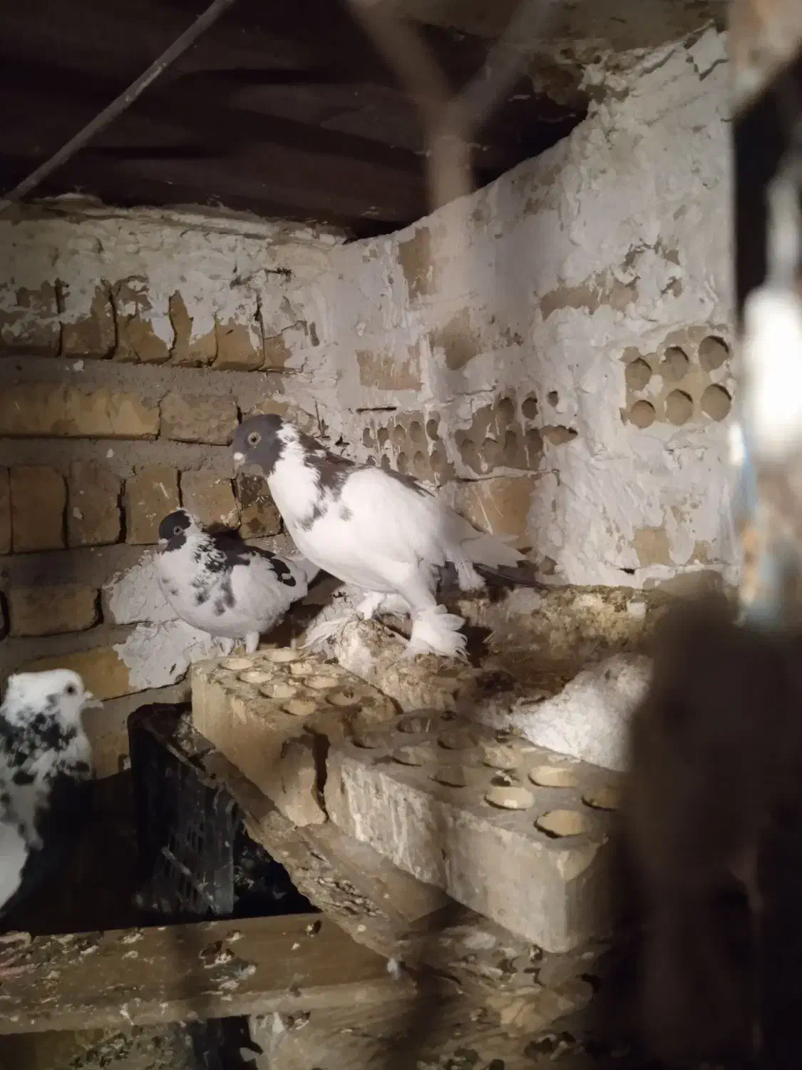 کبوتر|پرنده|هشتگرد, تهران دشت|دیوار