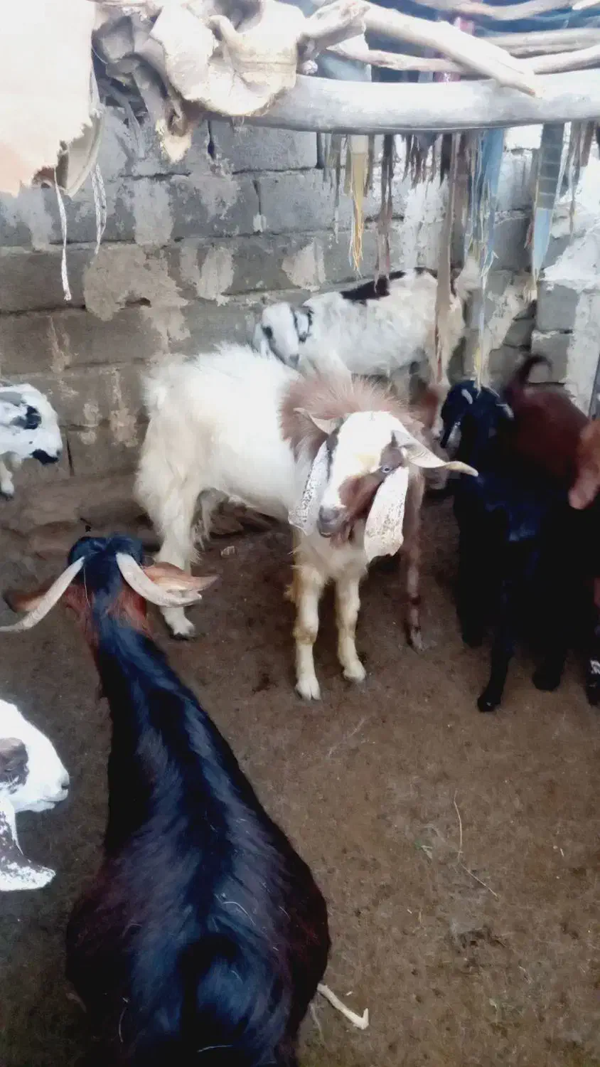 پاچن بزرگ|حیوانات مزرعه|نیک شهر, |دیوار