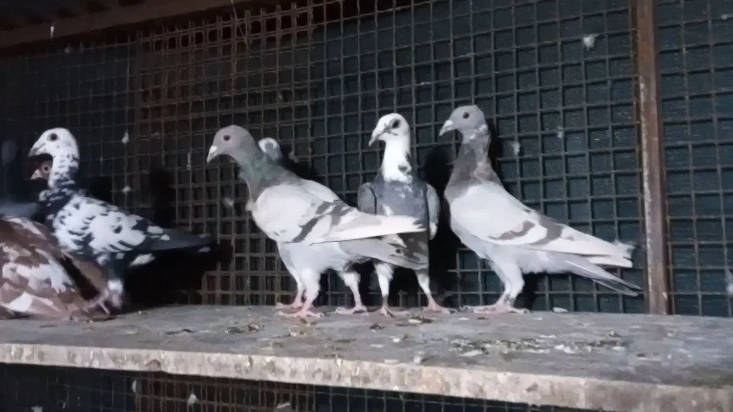 پلاکی و رنگی|پرنده|شیراز, شهرک گلستان شمالی|دیوار