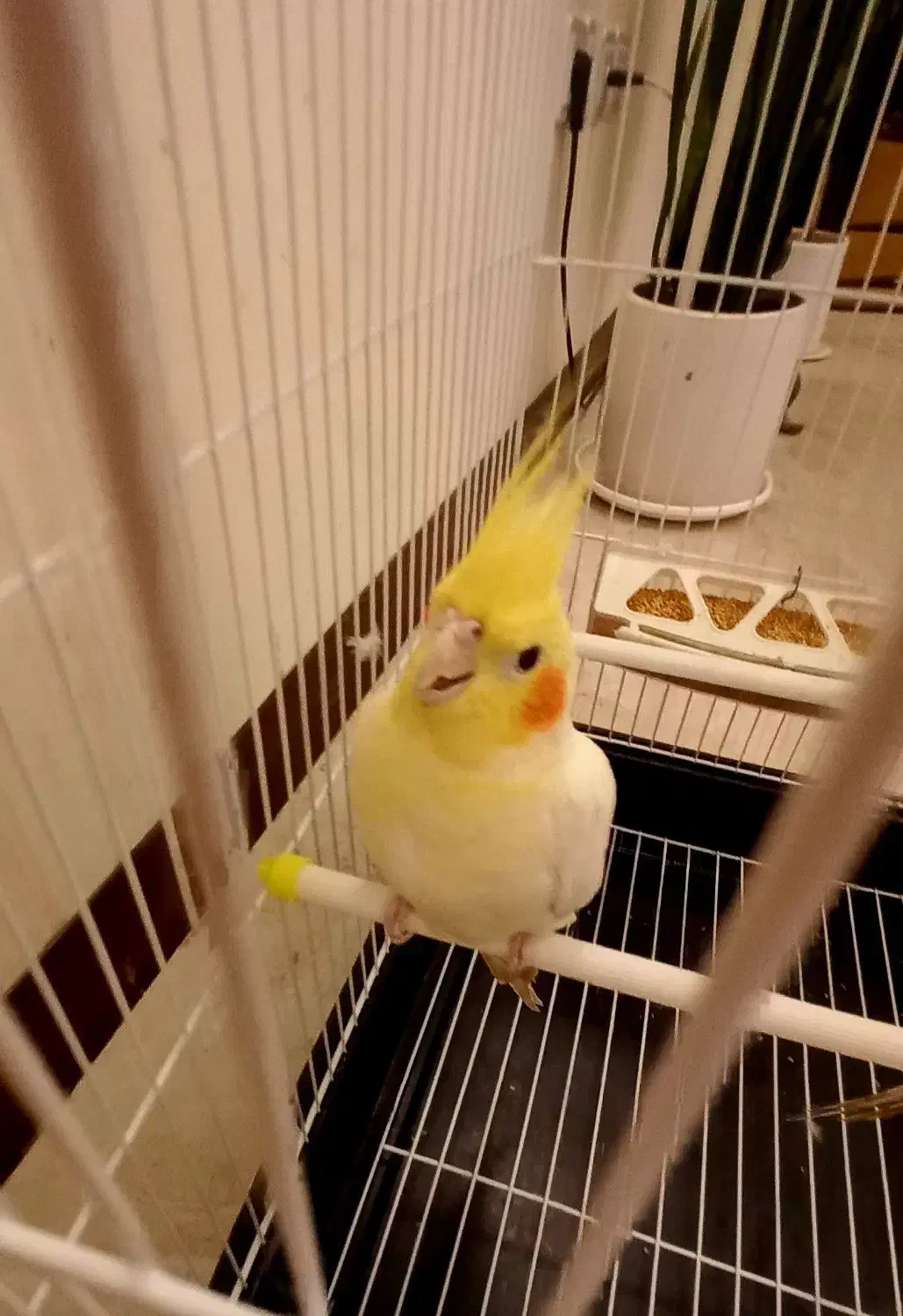 جفت عروس هلندی|پرنده|اسلامشهر, شهرک واوان|دیوار