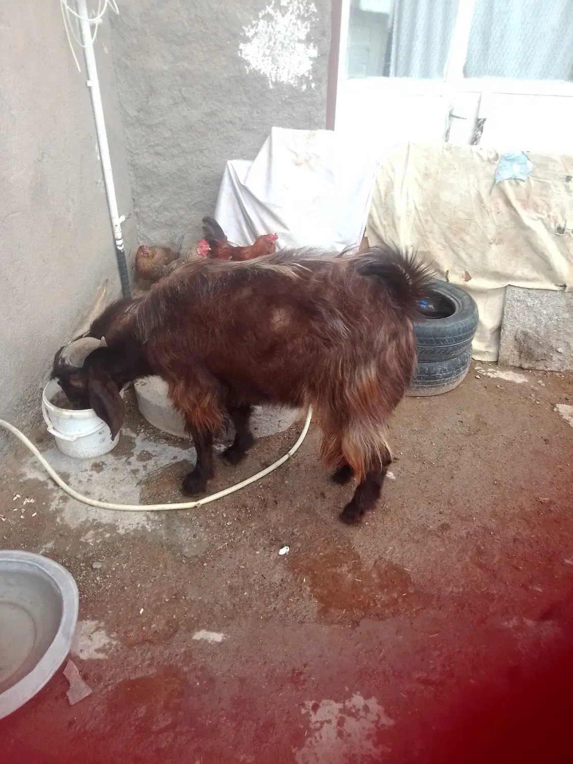 چبش یک و نیم ساله|حیوانات مزرعه|مود, |دیوار