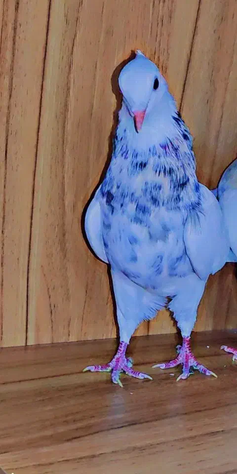 طوقی معاوضه ای|پرنده|دهدشت, |دیوار