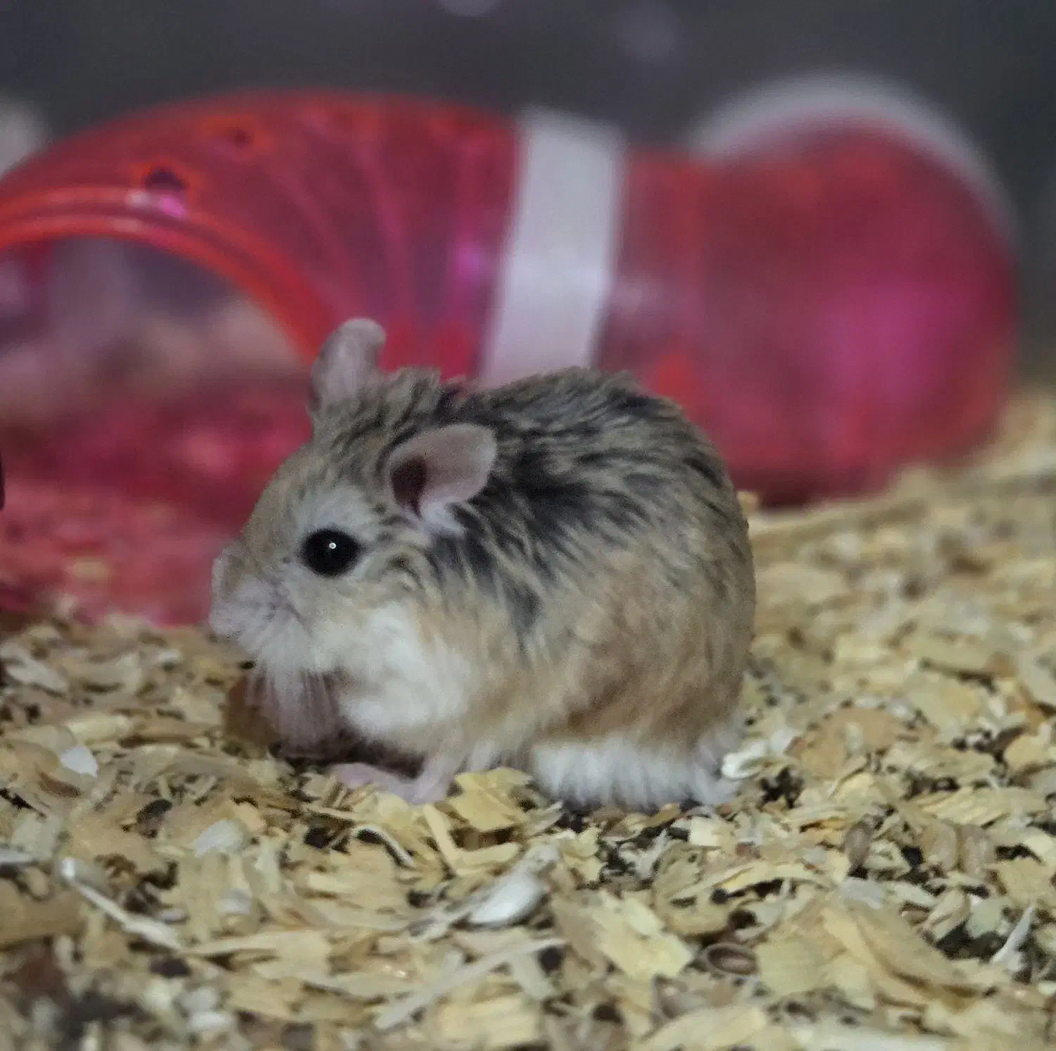 تخفیف ویژه روبروفسکی|موش و خرگوش|تهران, مینی‌سیتی (شهرک نفت)|دیوار