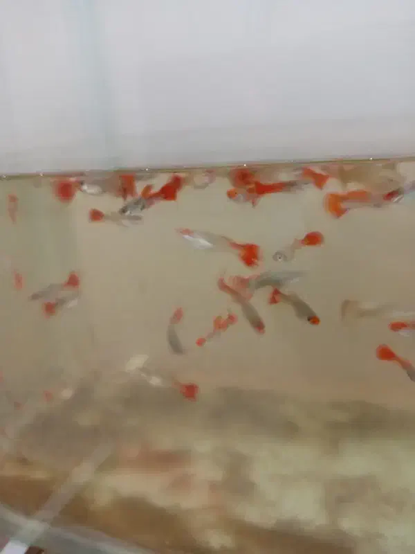 ماهی گوپی و دمشمیری و آکواریوم و لوازمش|ماهی|نجف‌آباد, امیرآباد|دیوار