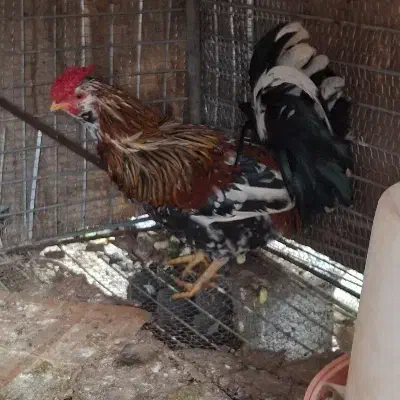 خروس گلین|حیوانات مزرعه|تنکابن, |دیوار