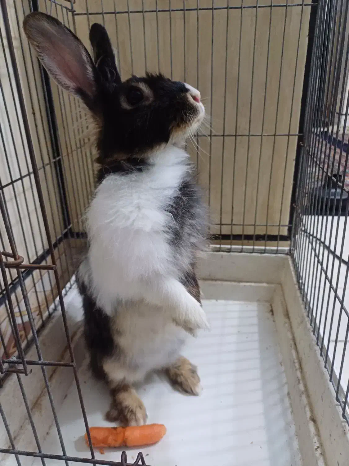 خرگوش|موش و خرگوش|بندرعباس, |دیوار