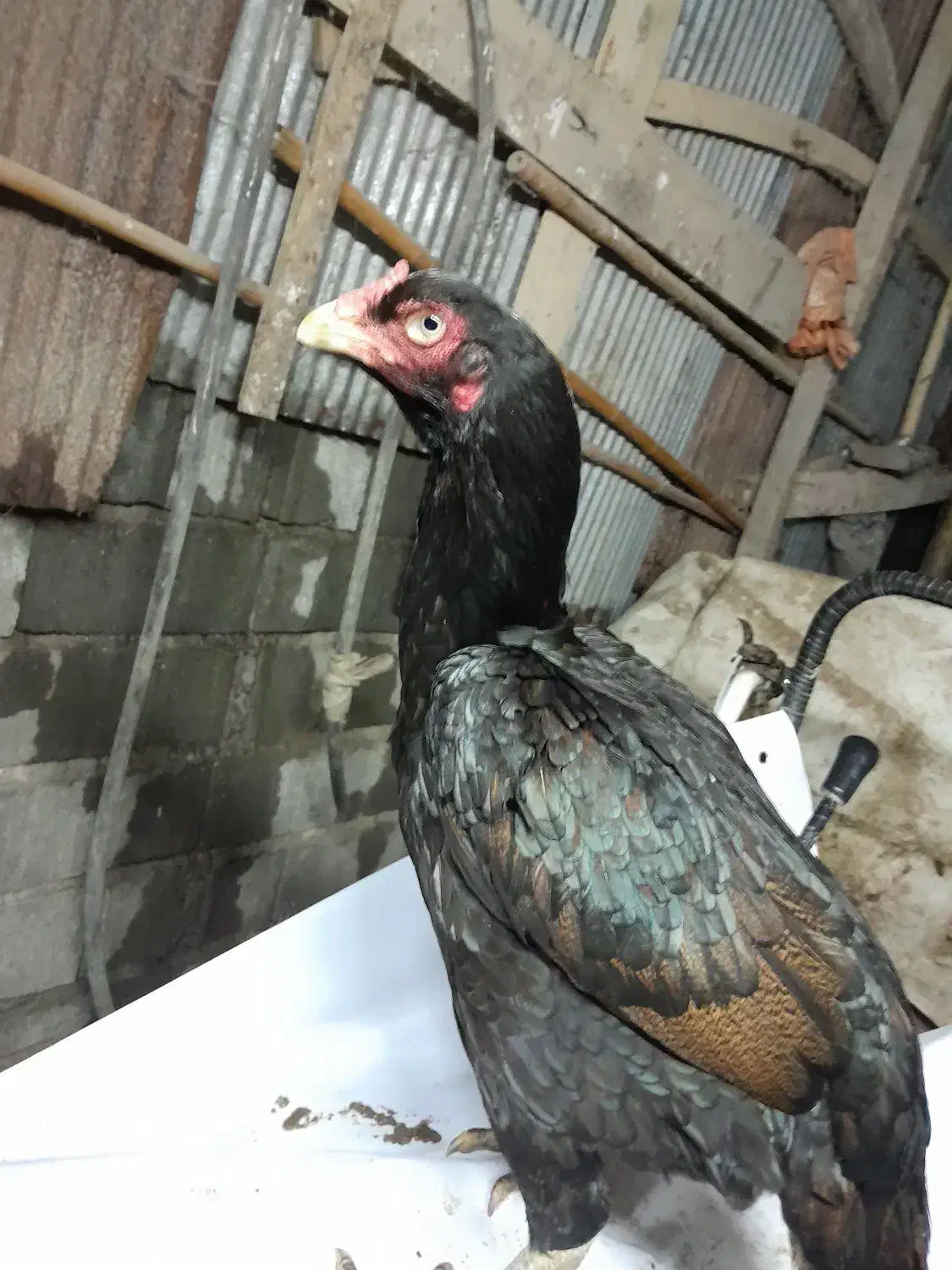 لاری مرغ|حیوانات مزرعه|لاهیجان, لیالستان|دیوار