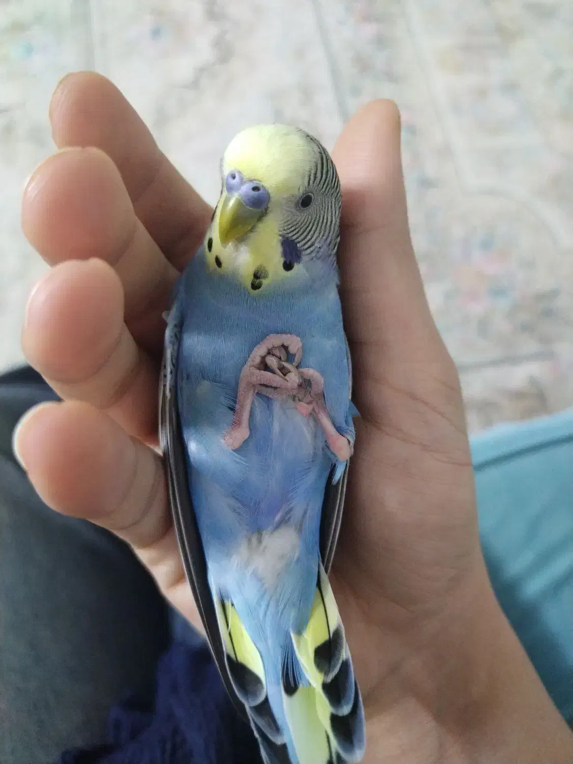 گمشده|حیوانات|جهرم, |دیوار