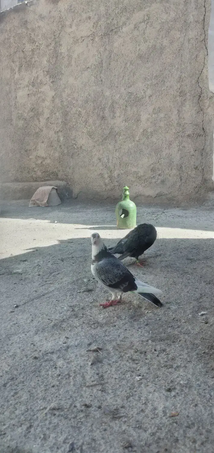 کبوتر|پرنده|معصومیه, |دیوار